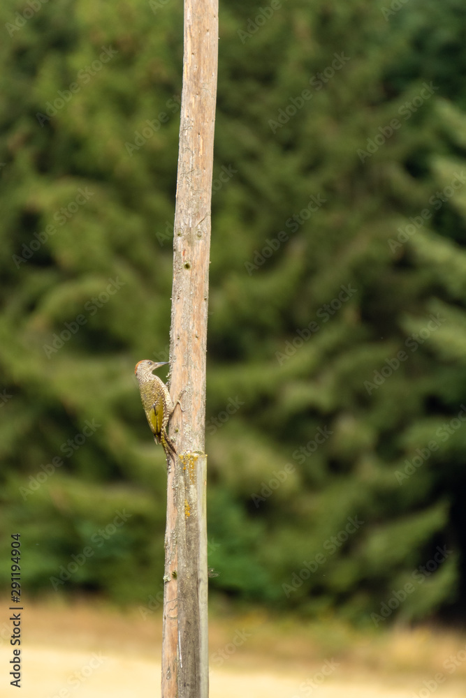 Great spotted woodpecker. Bird on a tree woodpecker. Great spotted woodpecker. Bird on a tree woodpecker.