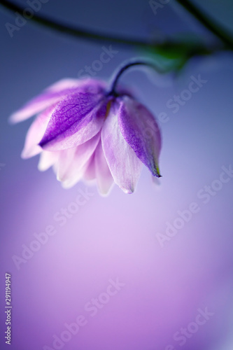Macro flower in cloeup. Fine art