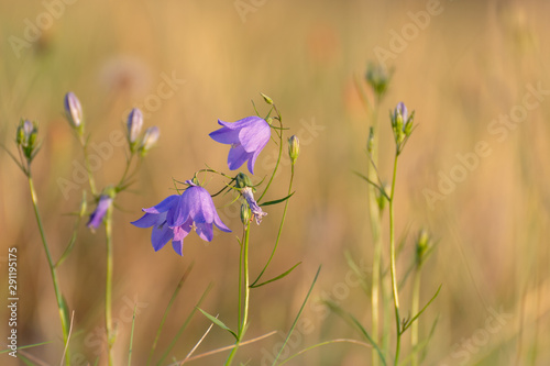 Blue flowers in the grass. Blue flowers in the field