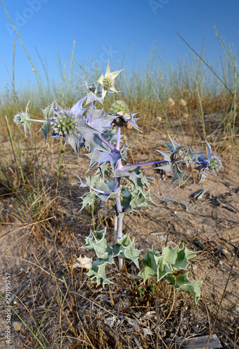 Stranddistel (Eryngium maritimum) - sea holly / seaside eryngo photo