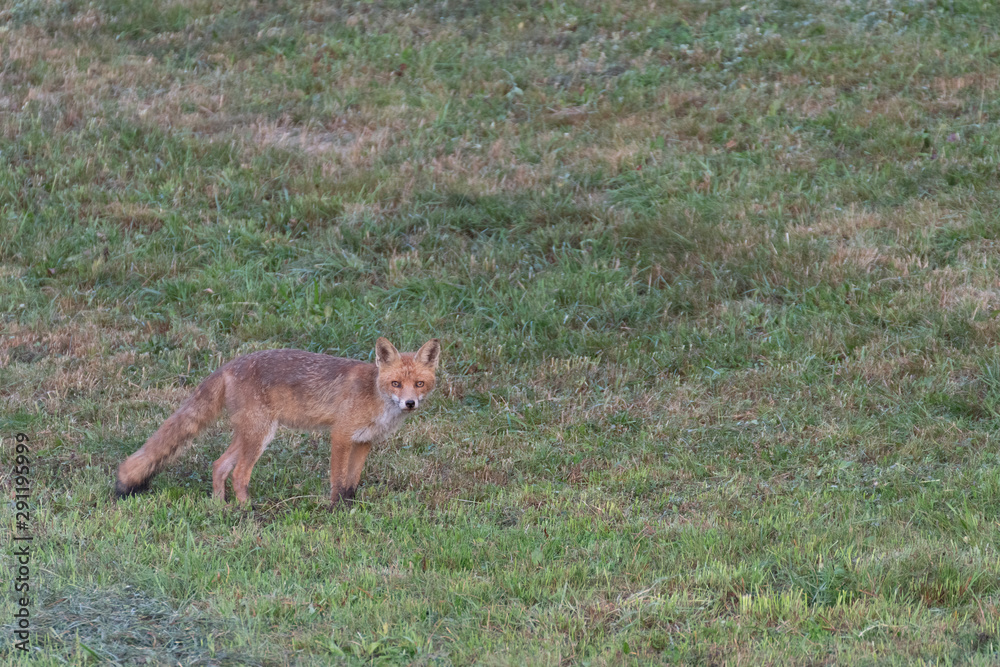 Red fox in the grass. Fox hunting on the field