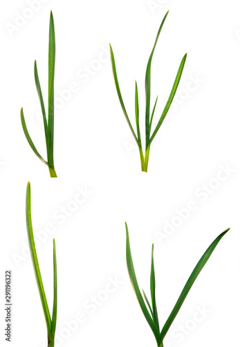 set green garlic leaves on an isolated white background. green grass isolate