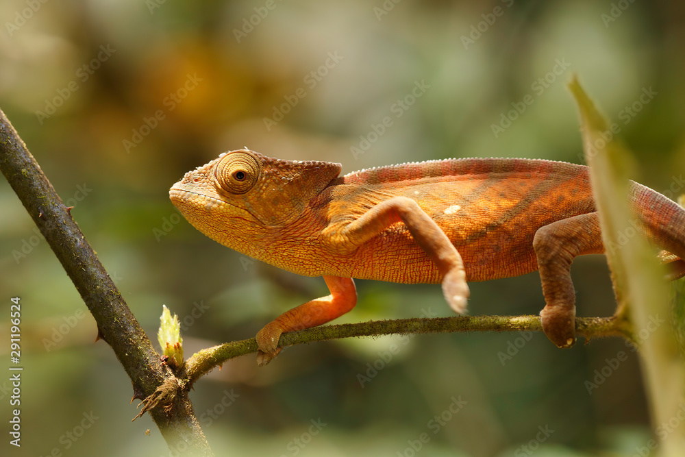 Fototapeta premium Parsons chameleon, Calumma parsonii, large species of chameleon on small branch waiting for insect. Amber mountain. Andasibe - Analamazaotra National Park, Madagascar wildlife