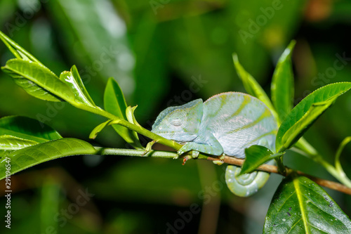Calumma parsonii, Parsons chameleon, large species of chameleon on small branch waiting for insect. Nocturnal photo. Andasibe - Analamazaotra National Park, Madagascar wildlife