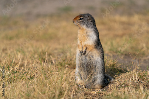 Columbia Ground Squirrel, Urocitellus columbianus photo