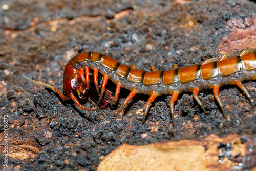 centipede, Scolopendra in tropical rainforest, Farankaraina National Park, Madagascar wildlife and wilderness