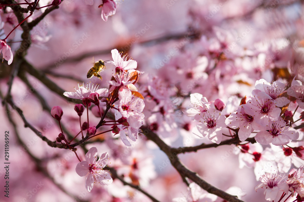 single bee searching for nectar in pink tree blossoms single bee searching for nectar in pink tree blossoms