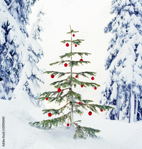 Real, live Christmas tree outdoors with snowy forest nature landscape background. Beautiful, simple winter holiday snow scenes.