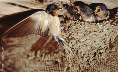 Barn Swallow (Hirundo Rustica) Bird Nest