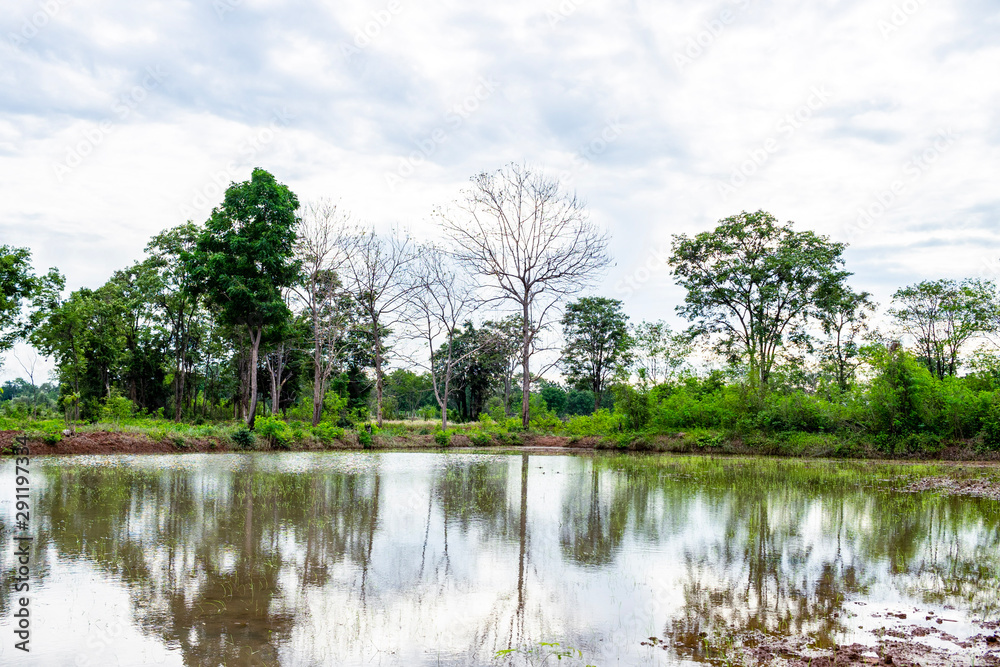 Fototapeta premium lake in the forest