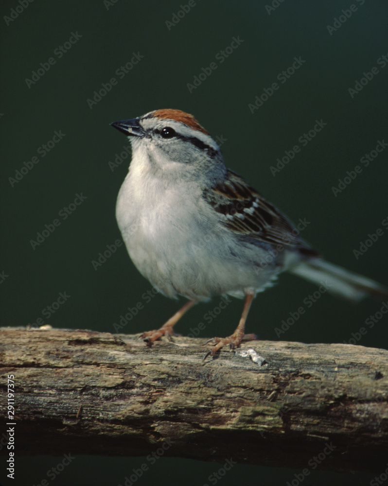 Fototapeta premium Chipping Sparrow (Spizella Passerina)