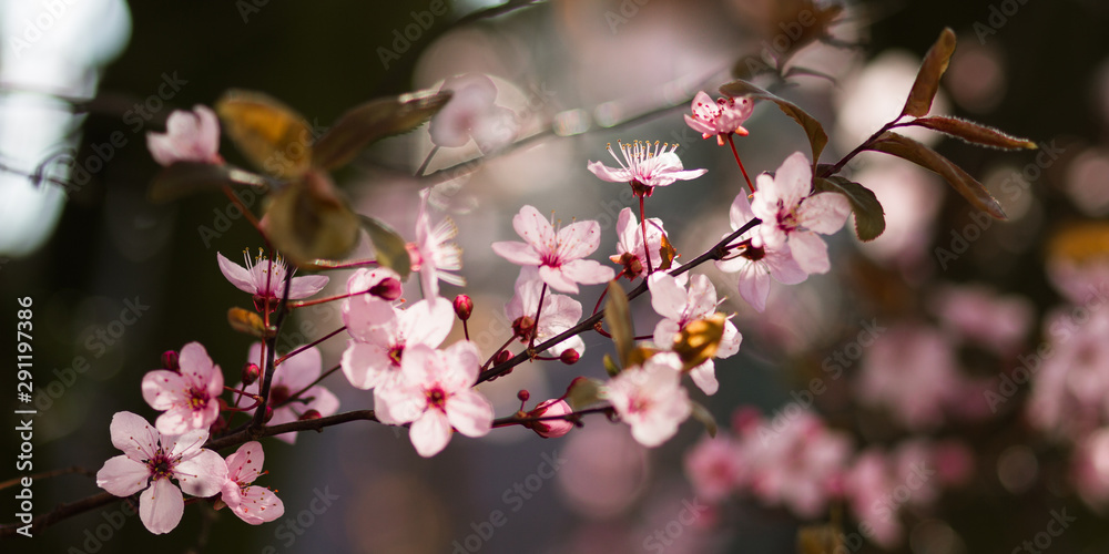 Pink tree blossoms with strong backlight and blurry background Pink tree blossoms with strong backlight and blurry background