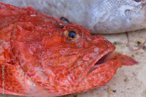 A red freshly caught fish lies on the side of a stone plate