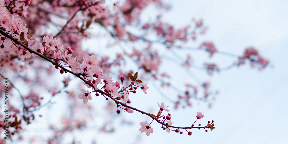 Detail of pink tree blossoms with blurry colorful background