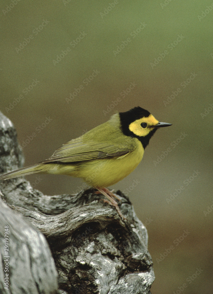 Hooded Warbler (Setophaga Citrina) Hooded Warbler (Setophaga Citrina)
