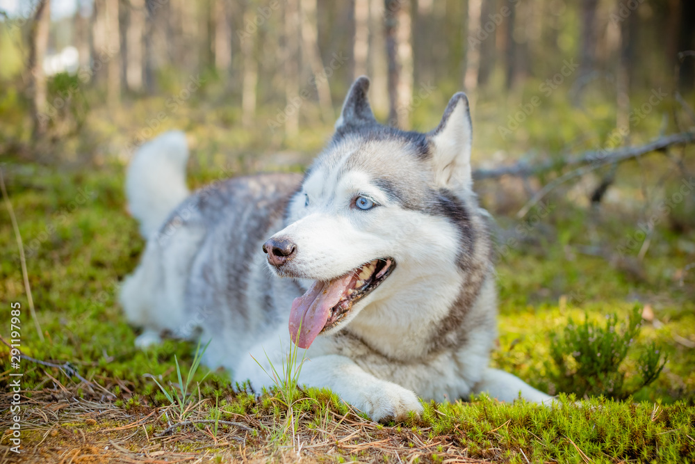 majestic portrait of grey black purebread husky dog lying on green grass.One siberian husky dog lying on the ground. Pet is walking in forest, park