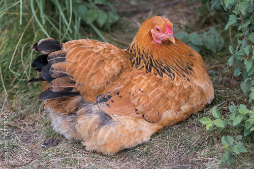 Chicken  Haushuhn  Gallus gallus domesticus 