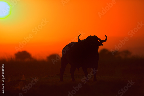 African buffalo at sunset backlight