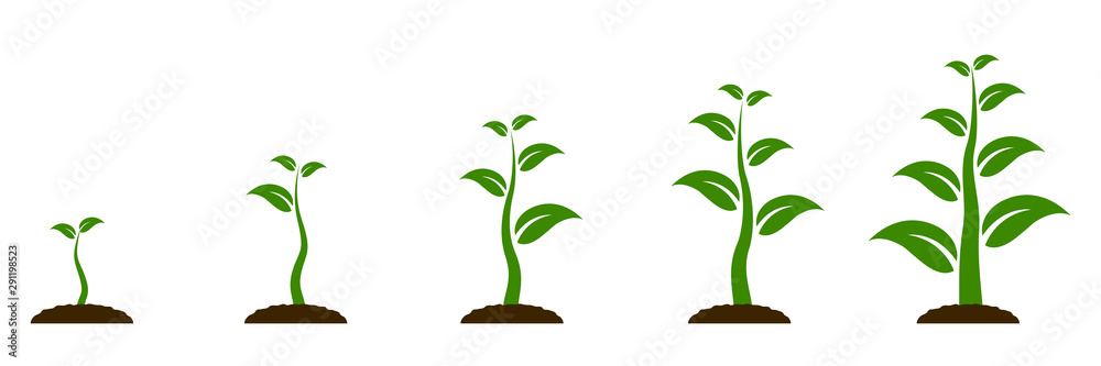 Evolution concept. Phases plant growing. Seeds sprout in ground. Planting tree infographic. Sprout, plant, tree growing agriculture icons. Planting tree process, business concept flat design - vector - obrazy, fototapety, plakaty 