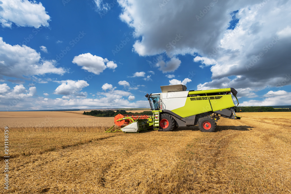 Fototapeta premium Combine harvester in action on wheat field.