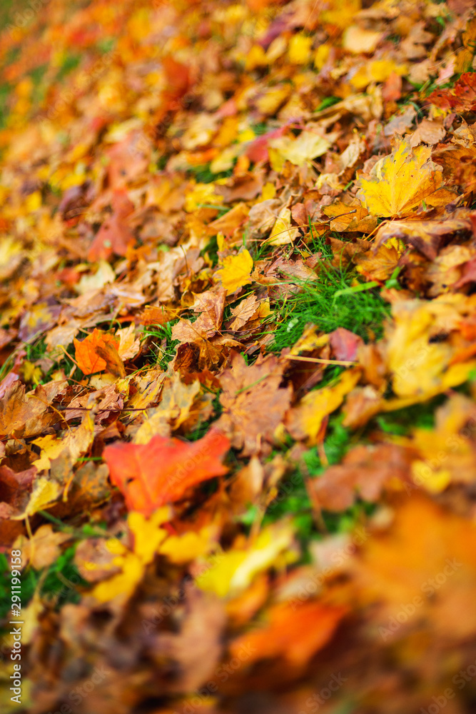 Autumn background, Bright yellow autumn leaves on the ground. Autumn background, Bright yellow autumn leaves on the ground.