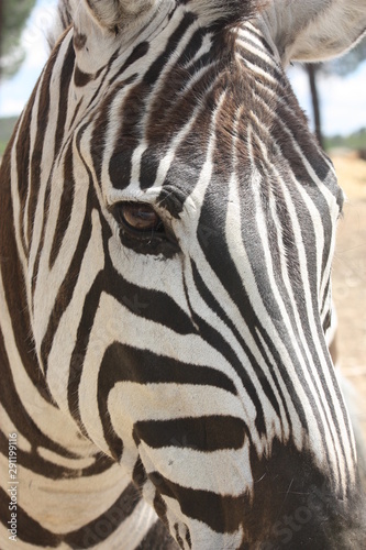 Close-up of a zebra.