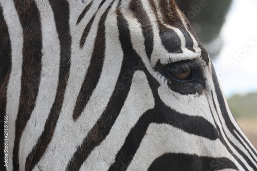 Close-up of a zebra.