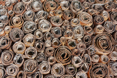 Rolls of birch bark background texture. Rolled bark details of birch tree pattern