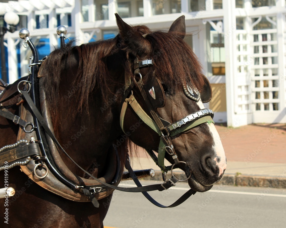 Brown Horse Wearing a Bridle and Harness Brown Horse Wearing a Bridle and Harness