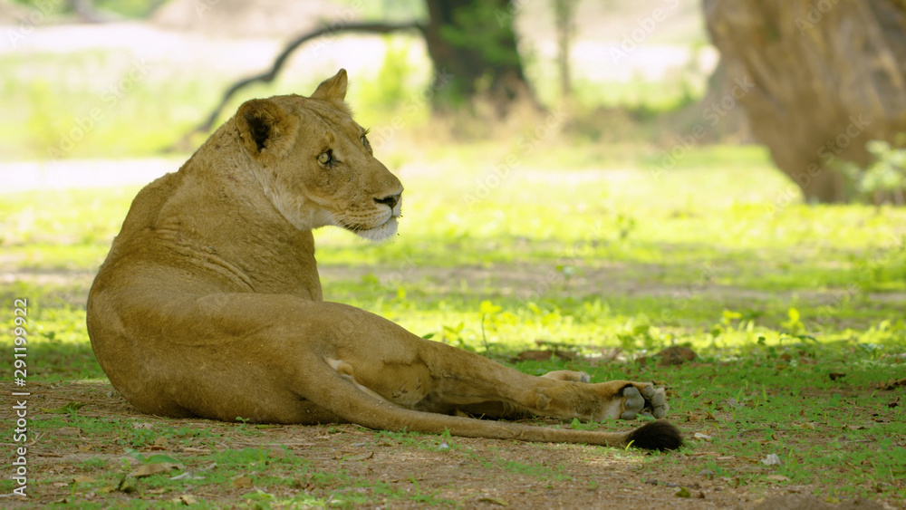 Obraz premium Africa