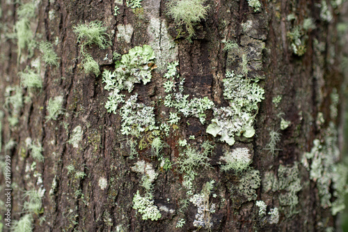 Fototapeta Naklejka Na Ścianę i Meble -  Textura árbol musgo
