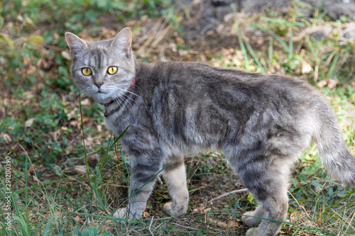 Wallpaper Mural Young british shorthair grey cat looking attentively into the camera. Torontodigital.ca