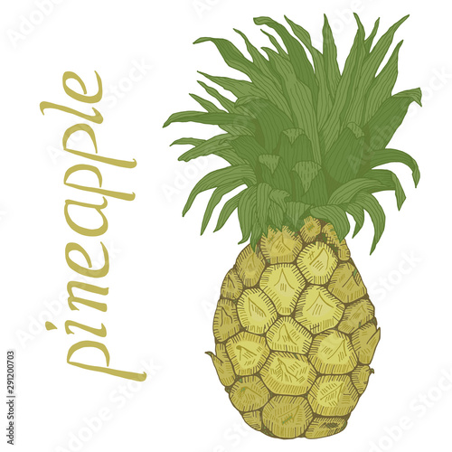 Hand drawn pineapple with leaves and lettering vector illustration