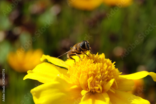 Insekt Schwebfliege und gelbe Blüten Ende September 2019 - Stockfoto