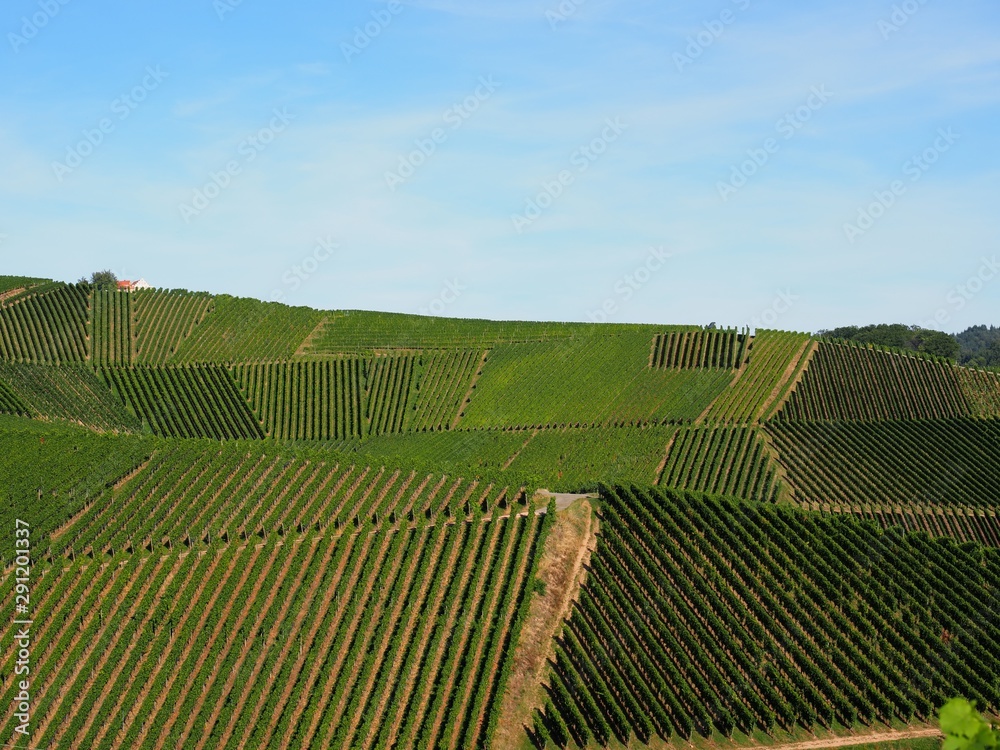 Lines of vines over the hillside