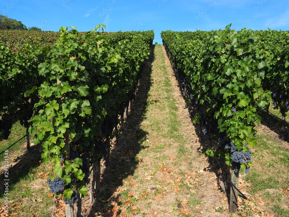 Rows of vines with pinot noir grapes