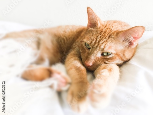 Tabby cat relaxing white background 