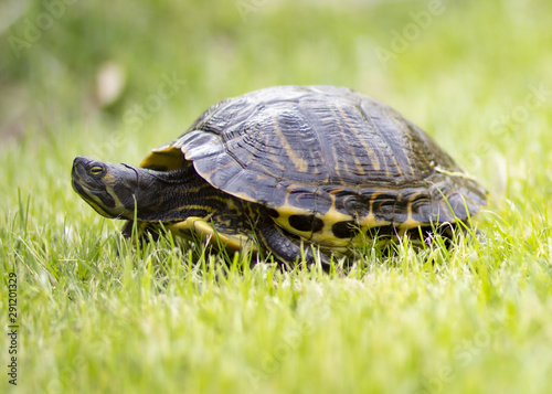 turtle portrait on grass