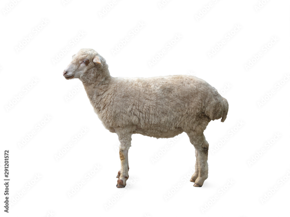 Obraz premium Young lamb isolated on white background