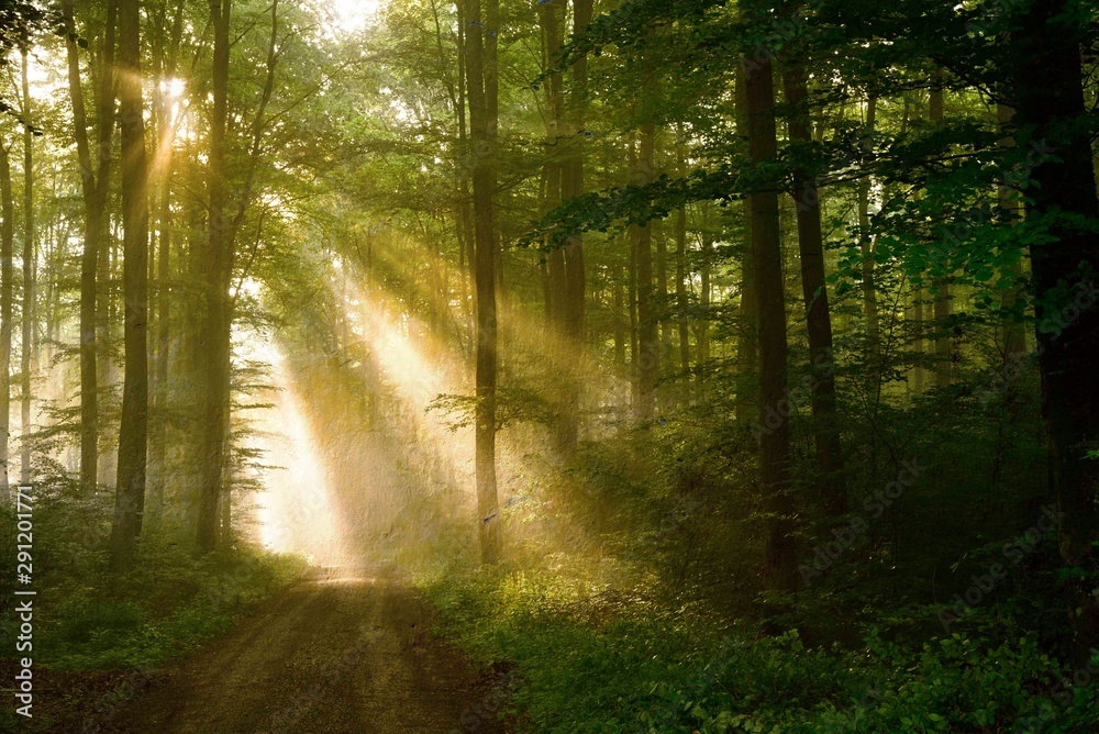 Obraz premium Morgentraum