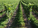 Rows of vines ready for harvest in Durbach