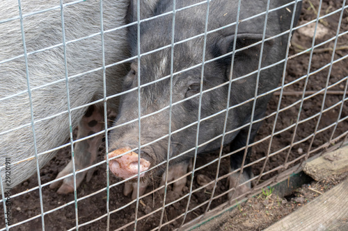 Black cute pigs with a pink snout nose behind the metal mesh fence in the country farm