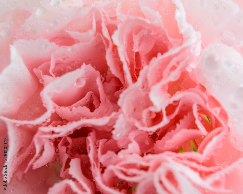 Pink Carnation