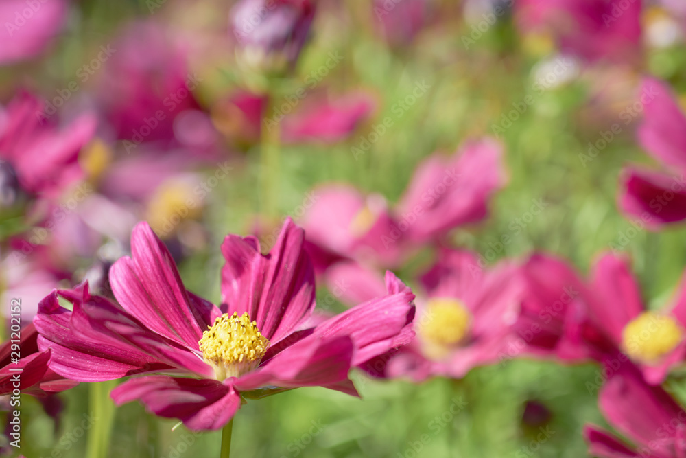 Pink flowers outdoors with blurred background. Copy space.