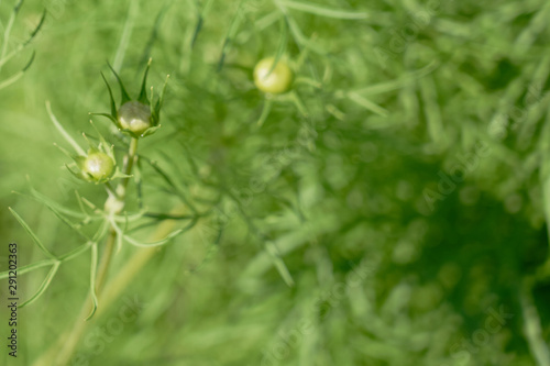 Blurred texture of a green plant as a natural background. 
