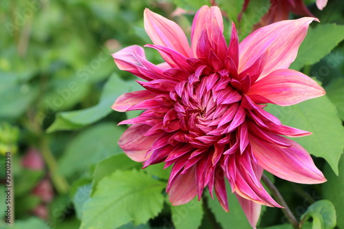 Nahaufnahme einer Dahlien-Blüte, Dahlie in einem Garten