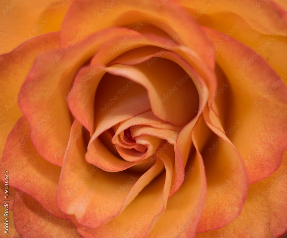 Crcus Rose Crcus Rose