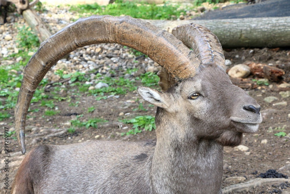 Alpensteinbock Alpensteinbock