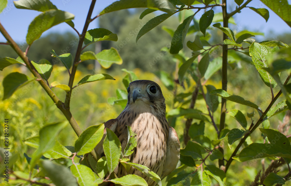 young Kestrel Falcon (Falco tinnunculus) closeup sits on a tree young Kestrel Falcon (Falco tinnunculus) closeup sits on a tree