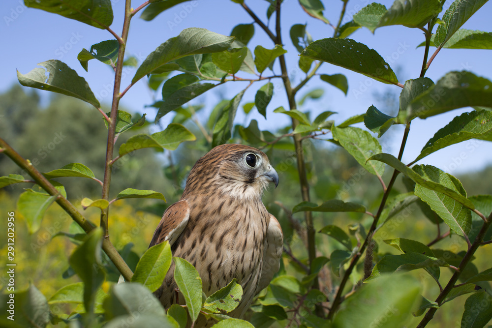 young Kestrel Falcon (Falco tinnunculus) closeup sits on a tree young Kestrel Falcon (Falco tinnunculus) closeup sits on a tree